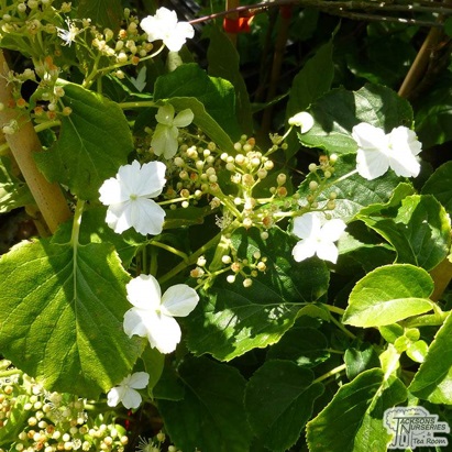 Hydrangea seemannii